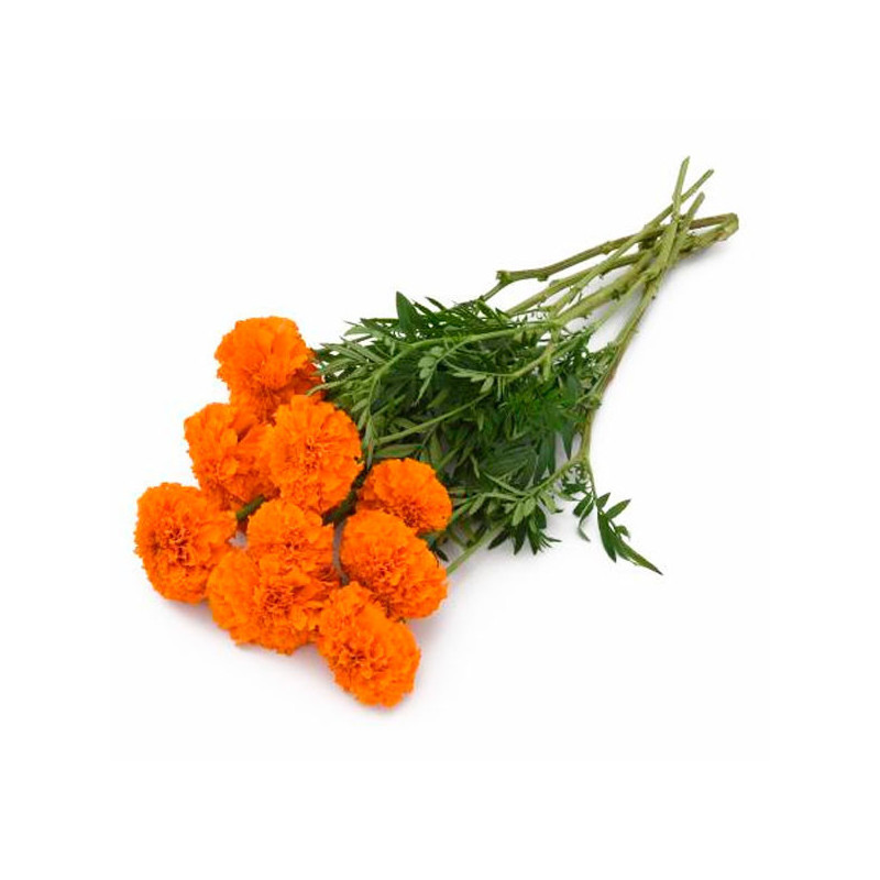 Marigold 1000 Semillas Tagetes erecta Xochi Orange Flor Corte 207.999999 Marigold 1000 Semillas Tagetes erecta Xochi Orange Flo