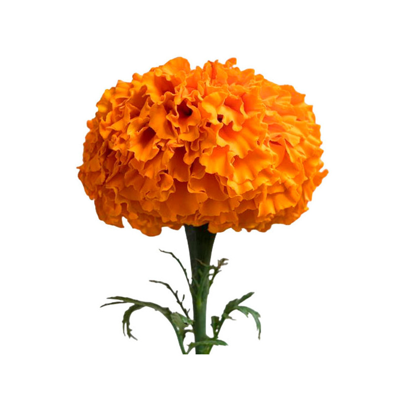 Marigold 1000 Semillas Tagetes erecta Xochi Orange Flor Corte 207.999999 Marigold 1000 Semillas Tagetes erecta Xochi Orange Flo