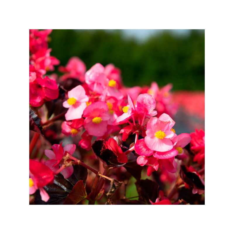 Begonia 100 Semillas interspecific Stonehedge Rose Bronze Leaf PLT Flor Maceta 108 Begonia 100 Semillas interspecific Stonehedg