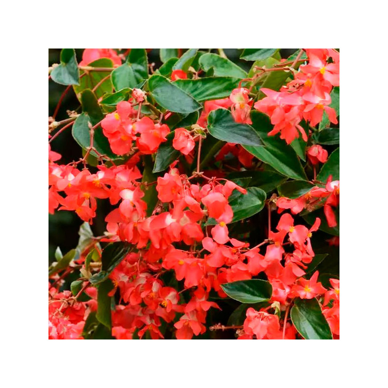 Begonia 100 Semillas interspecific Dragon Wing Red PLT Flor Maceta 88 Begonia 100 Semillas interspecific Dragon Wing Red PLT Fl