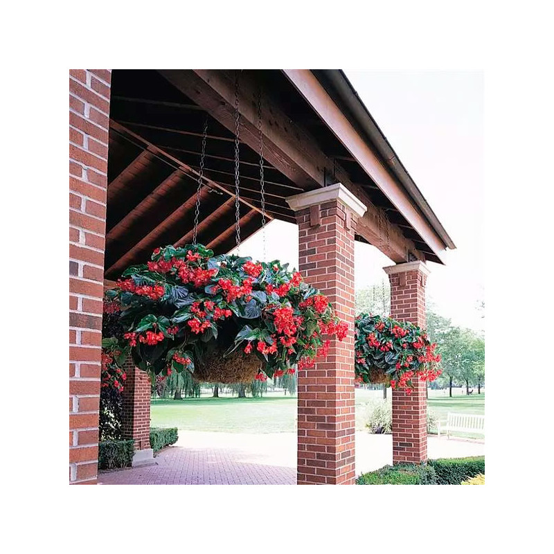 Begonia 100 Semillas interspecific Dragon Wing Red PLT Flor Maceta 88 Begonia 100 Semillas interspecific Dragon Wing Red PLT Fl