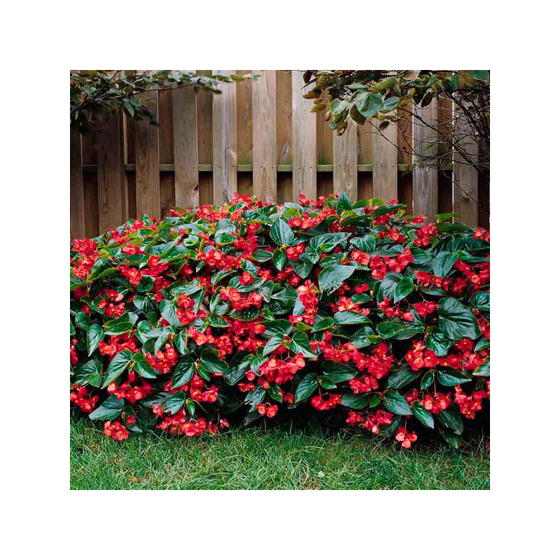 Begonia 100 Semillas interspecific Dragon Wing Red PLT Flor Maceta 88 Begonia 100 Semillas interspecific Dragon Wing Red PLT Fl
