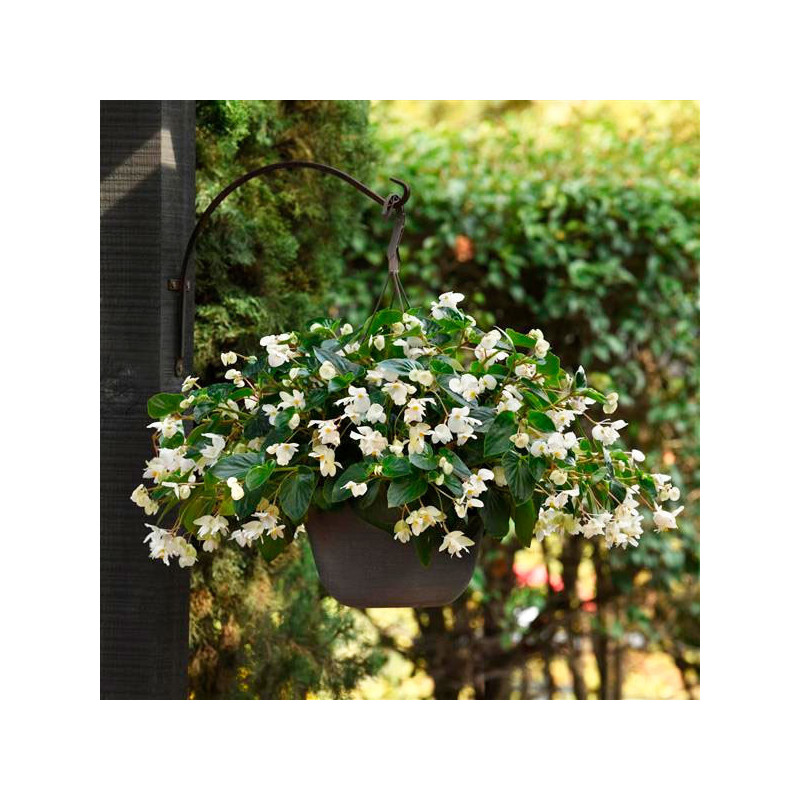 Begonia 100 Semillas interspecific Dragon Wing White PLT Flor Maceta 88 Begonia 100 Semillas interspecific Dragon Wing White PL