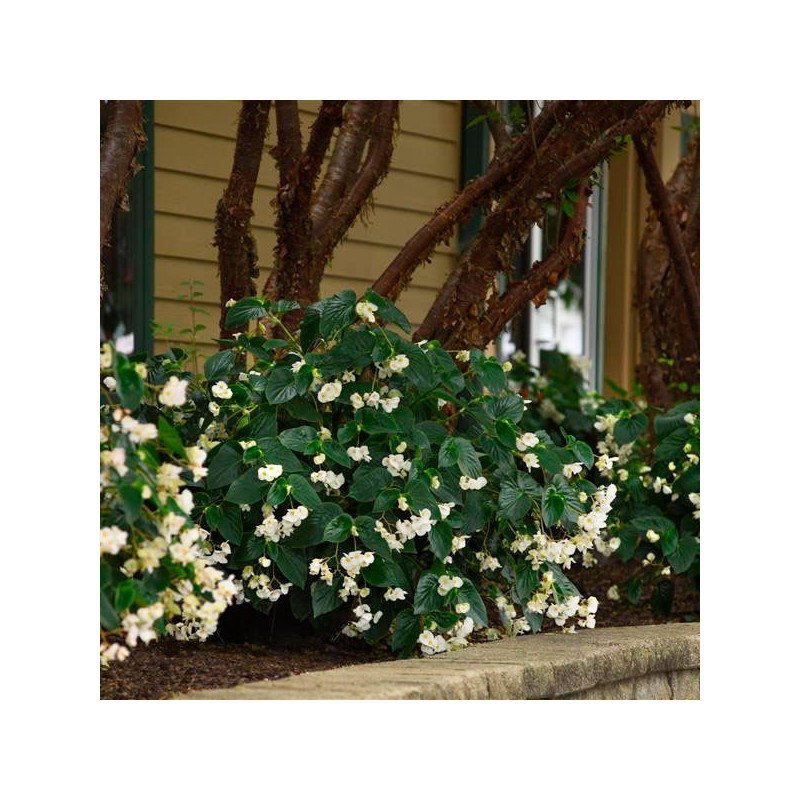 Begonia 100 Semillas interspecific Dragon Wing White PLT Flor Maceta 88 Begonia 100 Semillas interspecific Dragon Wing White PL