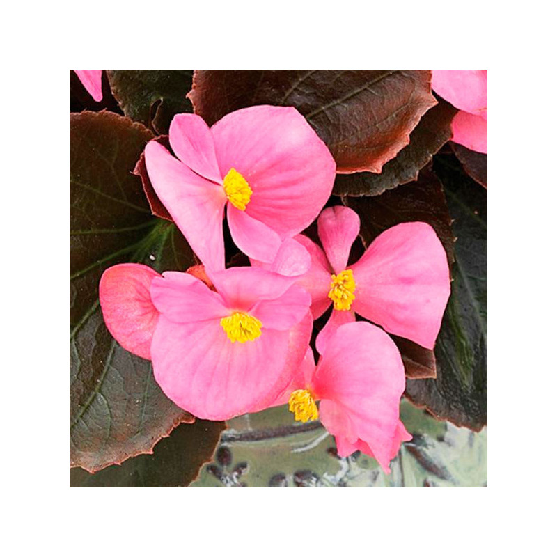 Begonia 1000 Semillas semperfloren Bada Boom Pink PLT Flor Maceta 88 Begonia 1000 Semillas semperfloren Bada Boom Pink PLT Flor