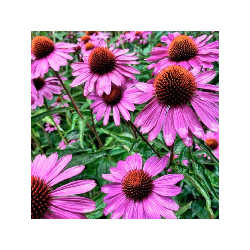 Equinacea 1000 Semillas Echinacea purpurea Prairie Splendor Rose Deep Flor Maceta 207.999999 Equinacea 1000 Semillas Echinacea