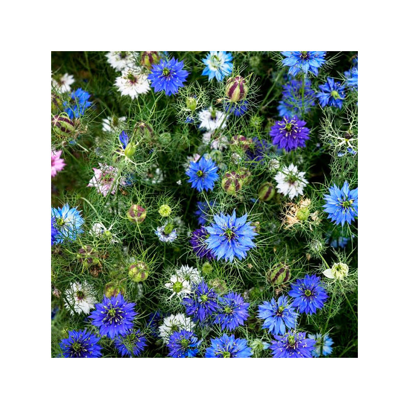 Arañuela 1000 Semillas Nigella damascena Miss Jekyll Mix Flor Corte 66 Arañuela 1000 Semillas Nigella damascena Miss Jekyll Mix