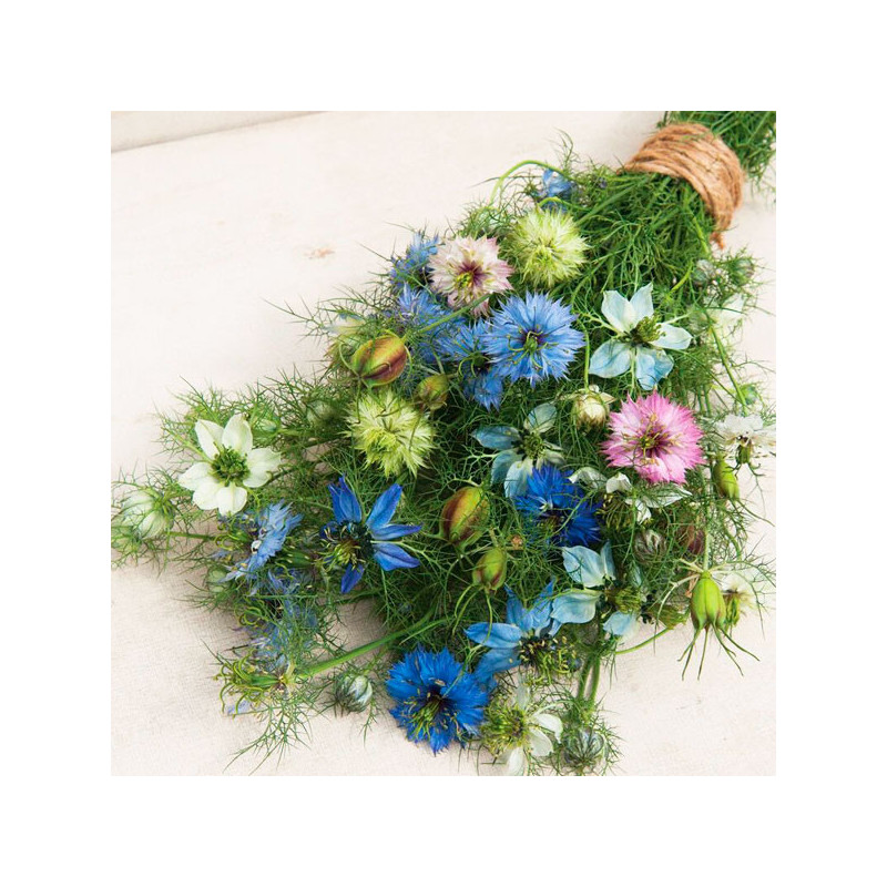 Arañuela 1000 Semillas Nigella damascena Miss Jekyll Mix Flor Corte 66 Arañuela 1000 Semillas Nigella damascena Miss Jekyll Mix