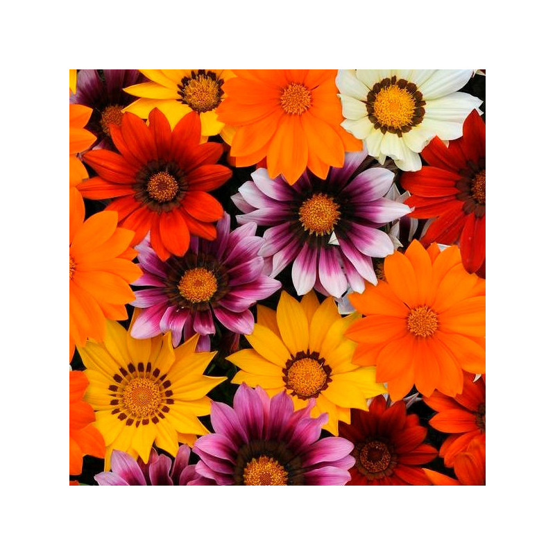 Gazania 1000 Semillas rigens New Day Mix Flor Maceta 162.711864 Gazania 1000 Semillas rigens New Day Mix Flor Maceta Germinació