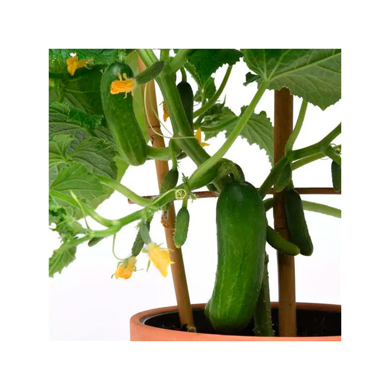 Pepinillo 100 Semillas Cucumis sativus Cucumber Edible Potted Minis Quick Snack Hortaliza Maceta 63.559322 Pepinillo 100 Semill