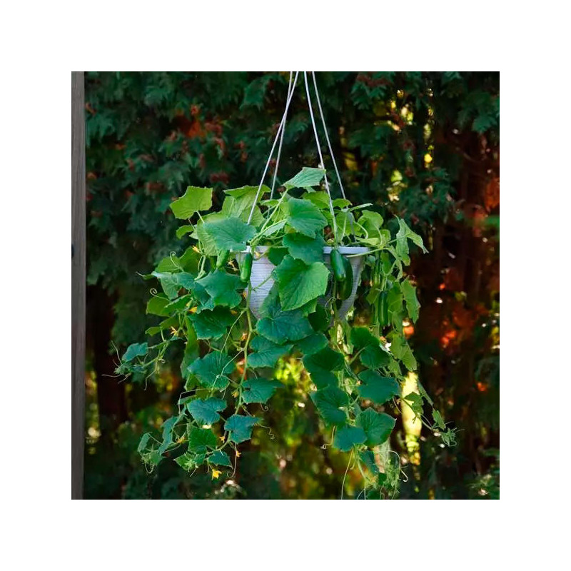 Pepinillo 100 Semillas Cucumis sativus Cucumber Edible Potted Minis Quick Snack Hortaliza Maceta 63.559322 Pepinillo 100 Semill