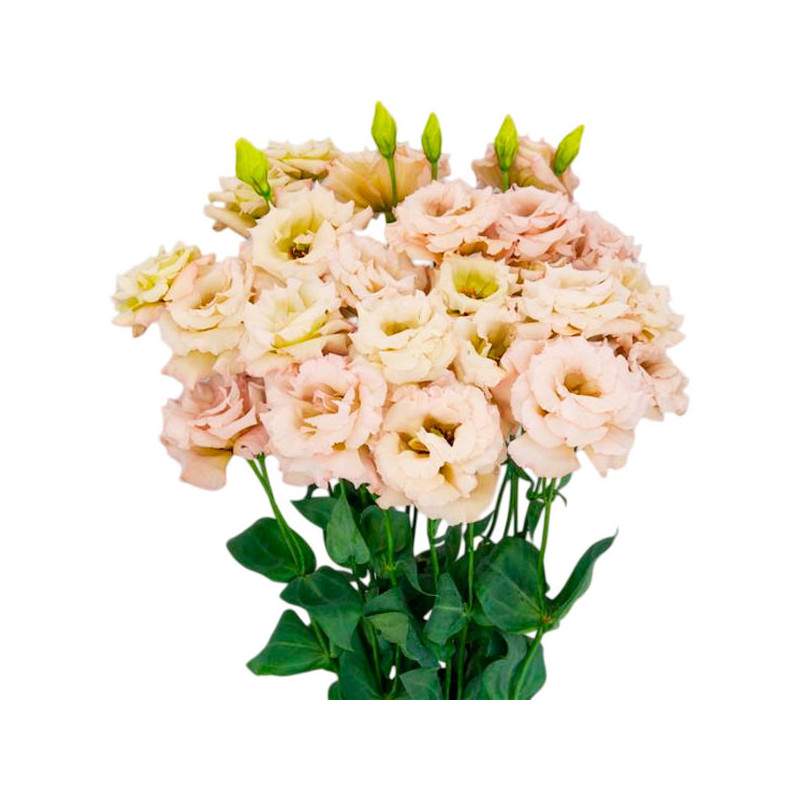 Lisianto 1000 Semillas Eustoma grandiflorum Lisianthus Celeb 1 Beige Neo PLT Flor Corte 202 Lisianto 1000 Semillas Eustoma gran