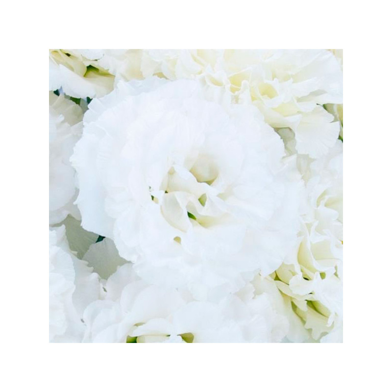 Lisianto 1000 Semillas Eustoma grandiflorum Lisianthus Celeb 2 Snow PLT Flor Corte 202 Lisianto 1000 Semillas Eustoma grandiflo