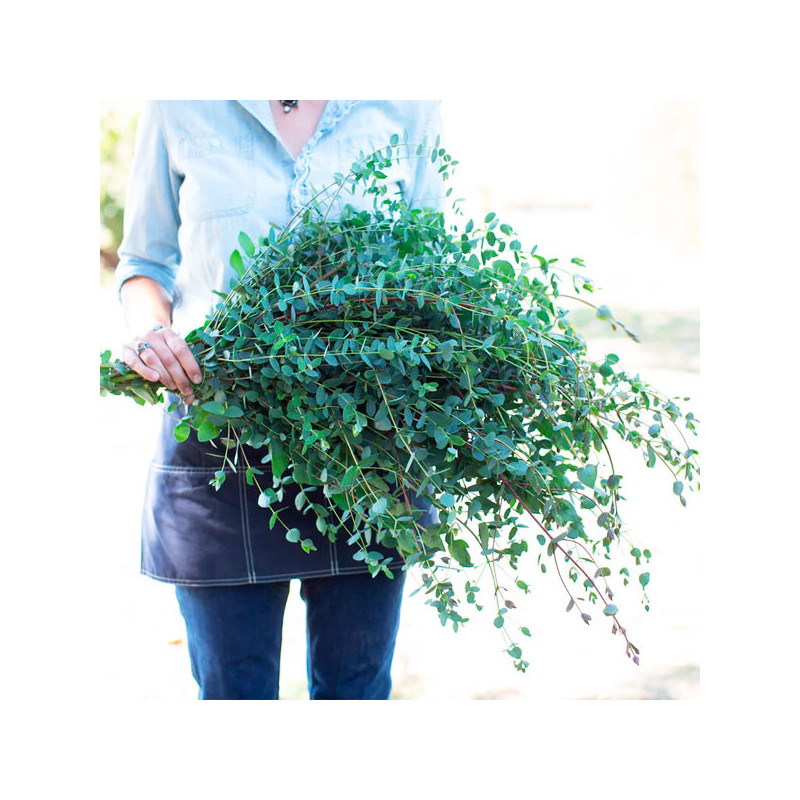 Eucalipto 100 Semillas Eucalyptus parvula Small Leaved Gum Flor Corte Jardin 68 Eucalipto 100 Semillas Eucalyptus parvula Small