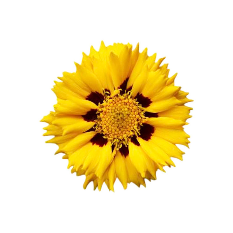 Coreopsis 1000 Semillas grandiflora Andiamo Yellow Red Flor Maceta 143 Coreopsis 1000 Semillas grandiflora Andiamo Yellow Red F