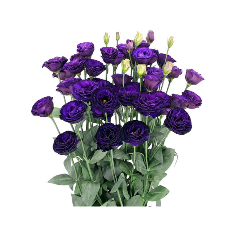 Lisianto 1000 Semillas Eustoma grandiflorum Lisianthus Arosa 3 Violet PLT Flor Corte 180.508475 Lisianto 1000 Semillas Eustoma