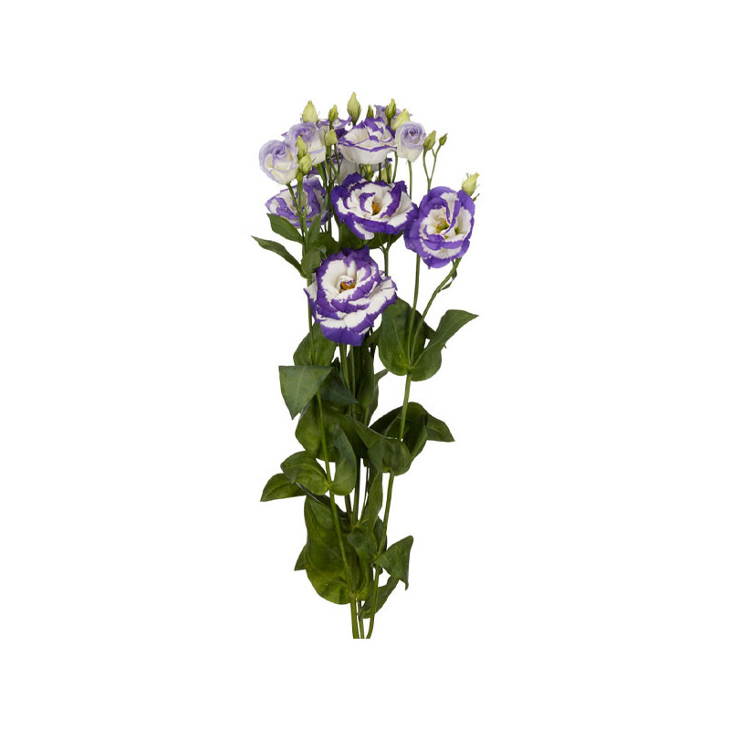 Lisianto 1000 Semillas Eustoma grandiflorum Lisianthus Arosa 3 Blue Picotee PLT Flor Corte 213.000001 Lisianto 1000 Semillas Eu