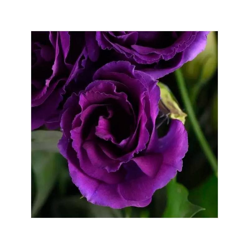 Lisianto 1000 Semillas Eustoma grandiflorum Lisianthus Can Can Purple PLT Flor Corte 221 Lisianto 1000 Semillas Eustoma grandif