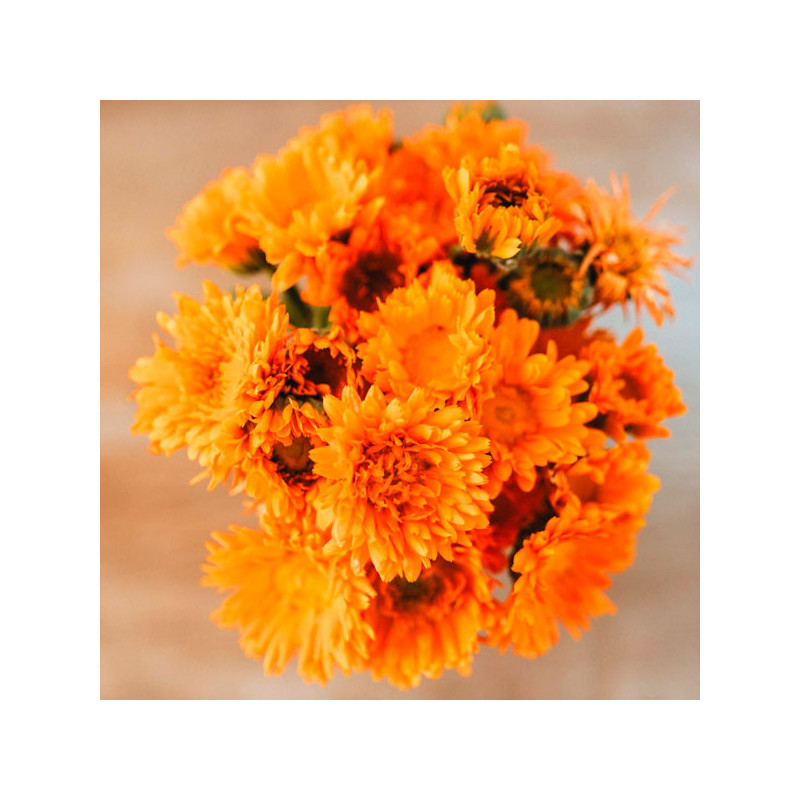 Calendula 25gr officinalis Ball's Orange Flor Corte 119 Calendula 25gr officinalis Ball's Orange Flor Corte Germinación: 7-14 d