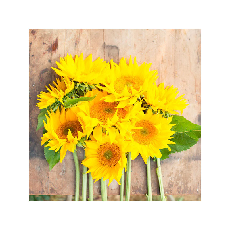 Girasol 10000 Semillas Helianthus annuus Pro Cut Gold Luxe Flor Corte 1623.999999 Girasol 10000 Semillas Helianthus annuus Pro