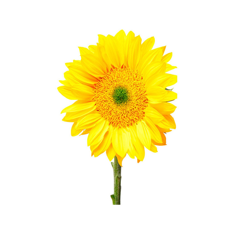 Girasol 10000 Semillas Helianthus annuus Pro Cut Gold Luxe Flor Corte 1623.999999 Girasol 10000 Semillas Helianthus annuus Pro