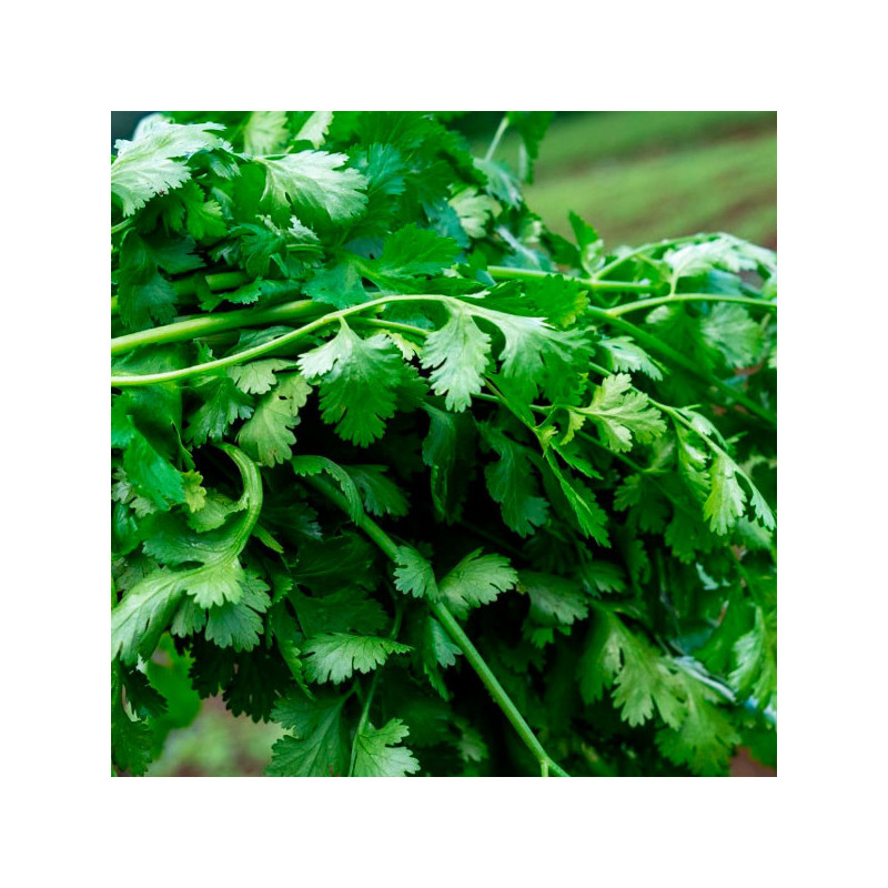 Culantro Ramses 500gr Variedad Verde Intenso, East West Seed 45 Culantro Ramses 500gr Variedad Verde Intenso, East West Seed Ra