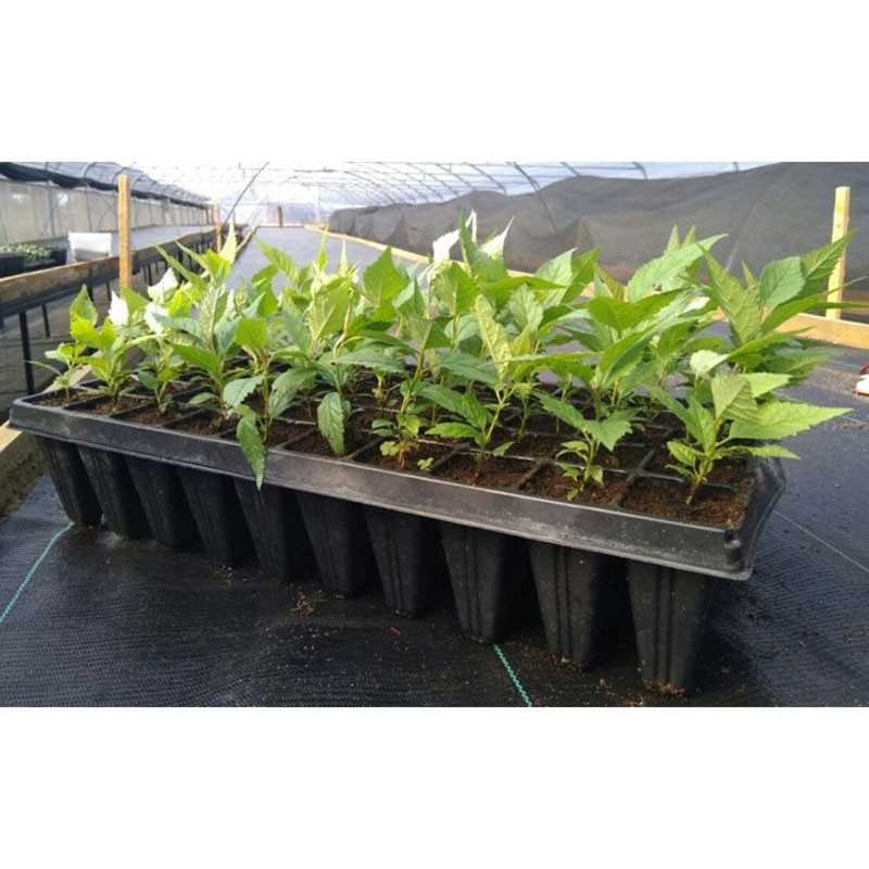 Bandejas de Germinacion 50 celdas x 50U Forestales super rigidas 584 Bandejas de Germinacion 50 celdas x 50U Forestales super r