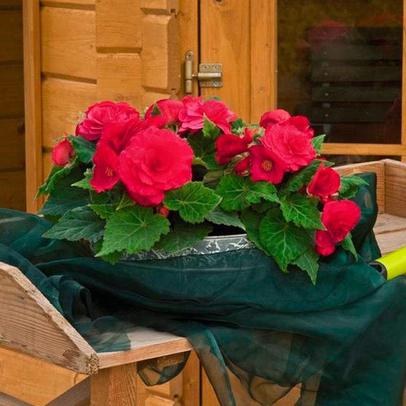 Begonia 500 Semillas Tuberhybrida Nonstop Deep Rose PLT Flor Maceta 101 Begonia 500 Semillas Tuberhybrida Nonstop Deep Rose PLT