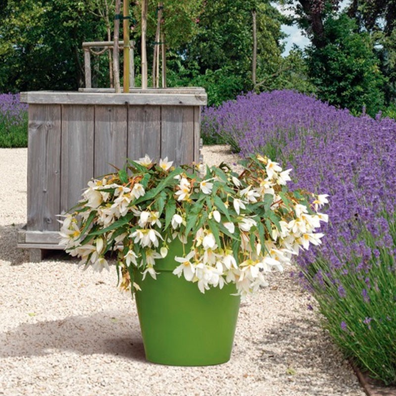 Begonia 1000 Semillas Hybrid Interspecific Funky White PLT Flor Colgante Maceta 738 Begonia 1000 Semillas Hybrid Interspecific