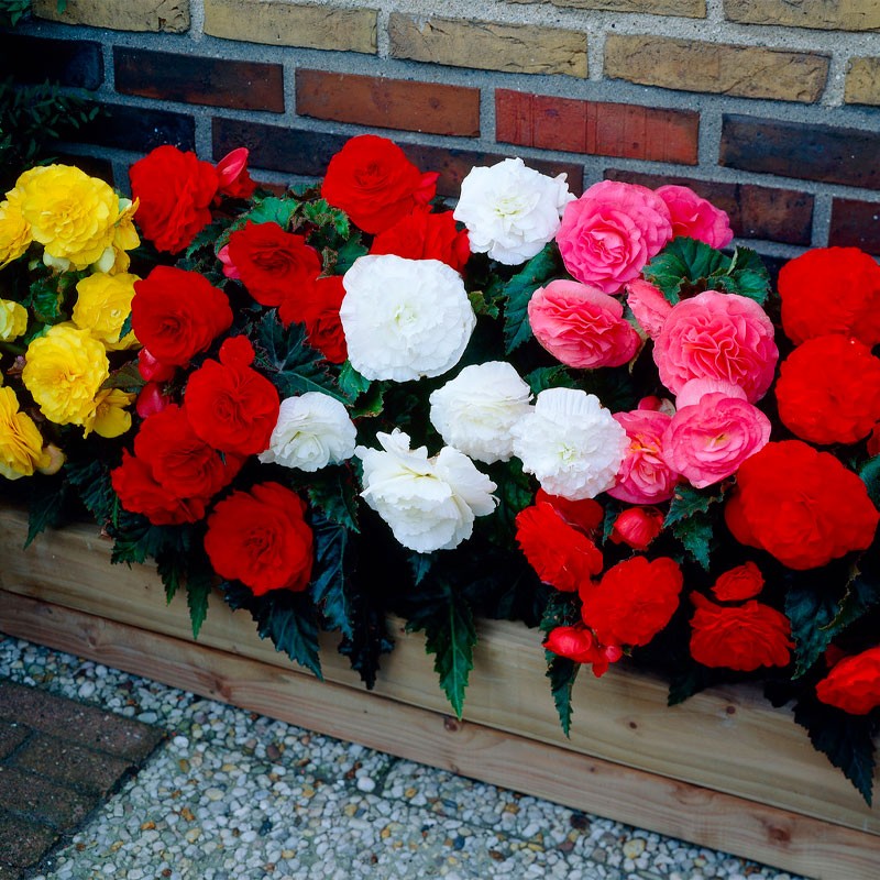 Begonia 500 Semillas Tuberhybrida Nonstop Mocca Mix PLT Flor Maceta 101 Begonia 500 Semillas Tuberhybrida Nonstop Mocca Mix PLT