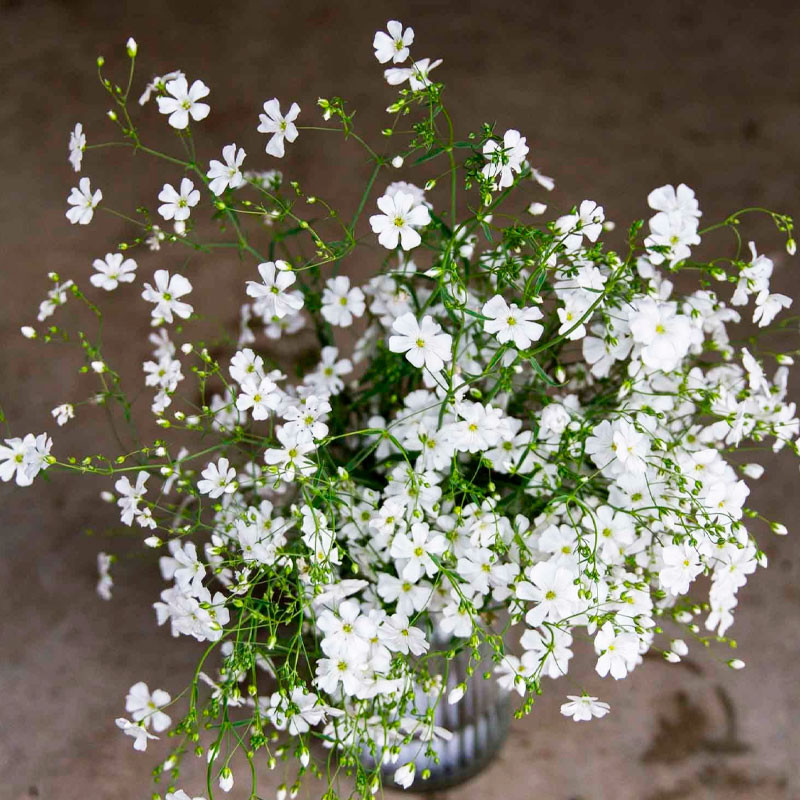 Gypsophila 5000 Semillas cerastitoides Covent White Flor Maceta Jardin 117 Gypsophila 5000 Semillas cerastitoides Covent White
