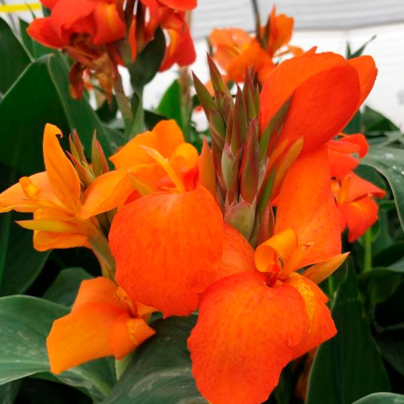 Achira 100 Semillas Canna x generalis Cannova Orange Shade Flor Maceta Jardin 234 Achira 100 Semillas Canna x generalis Cannova