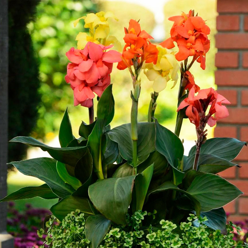 Achira 100 Semillas Canna x generalis Cannova Orange Shade Flor Maceta Jardin 234 Achira 100 Semillas Canna x generalis Cannova