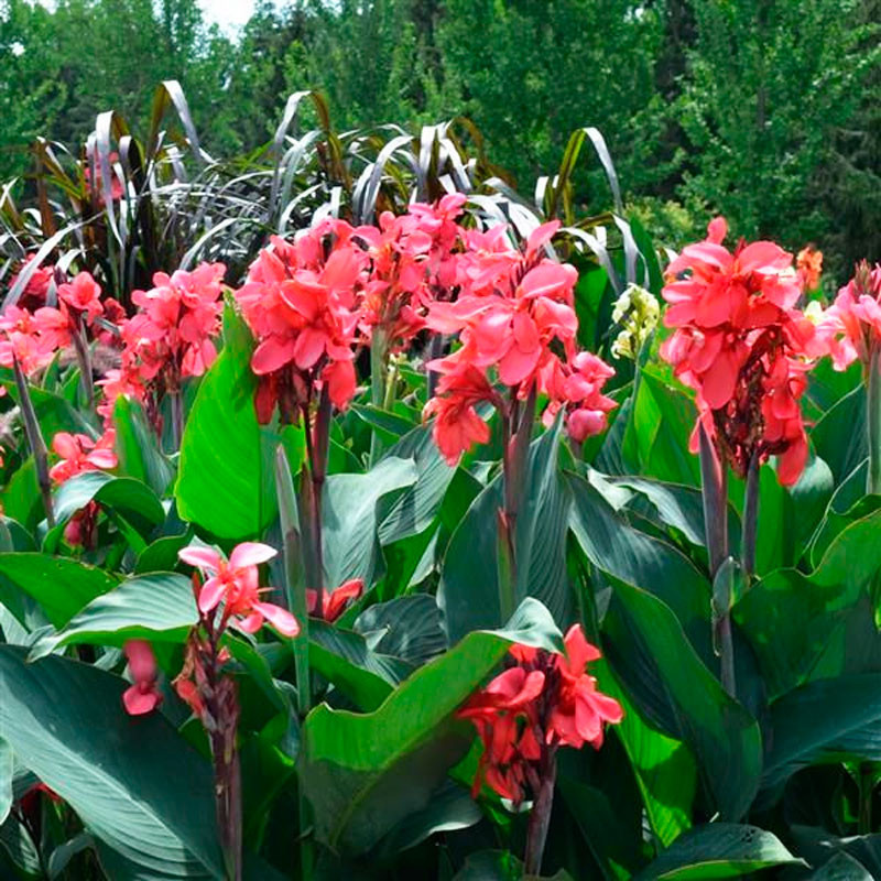 Achira 100 Semillas Canna x generalis Cannova Rose Dark Bud Flor Maceta Jardin 234 Achira 100 Semillas Canna x generalis Cannov