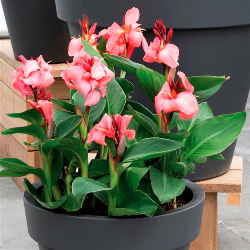 Achira 100 Semillas Canna x generalis Cannova Rose Dark Bud Flor Maceta Jardin 234 Achira 100 Semillas Canna x generalis Cannov