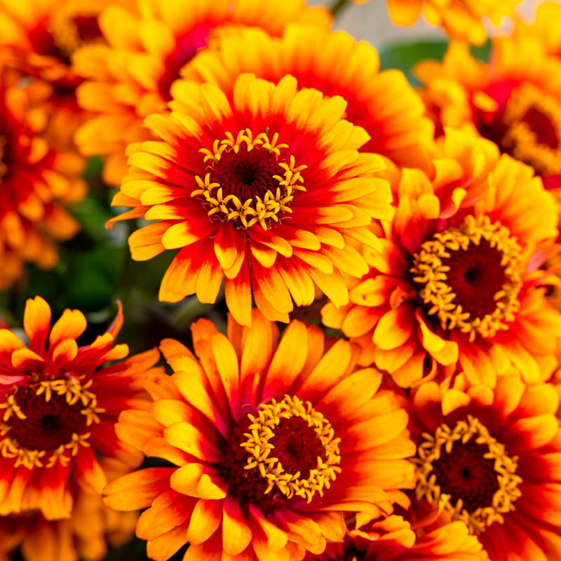 Zinnia 1000 Semillas elegans Zowie Yellow Flame Flor Corte Jardin 472 Zinnia 1000 Semillas elegans Zowie Yellow Flame Flor Cort