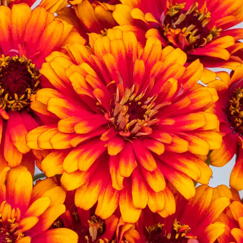 Zinnia 1000 Semillas elegans Zowie Yellow Flame Flor Corte Jardin 472 Zinnia 1000 Semillas elegans Zowie Yellow Flame Flor Cort