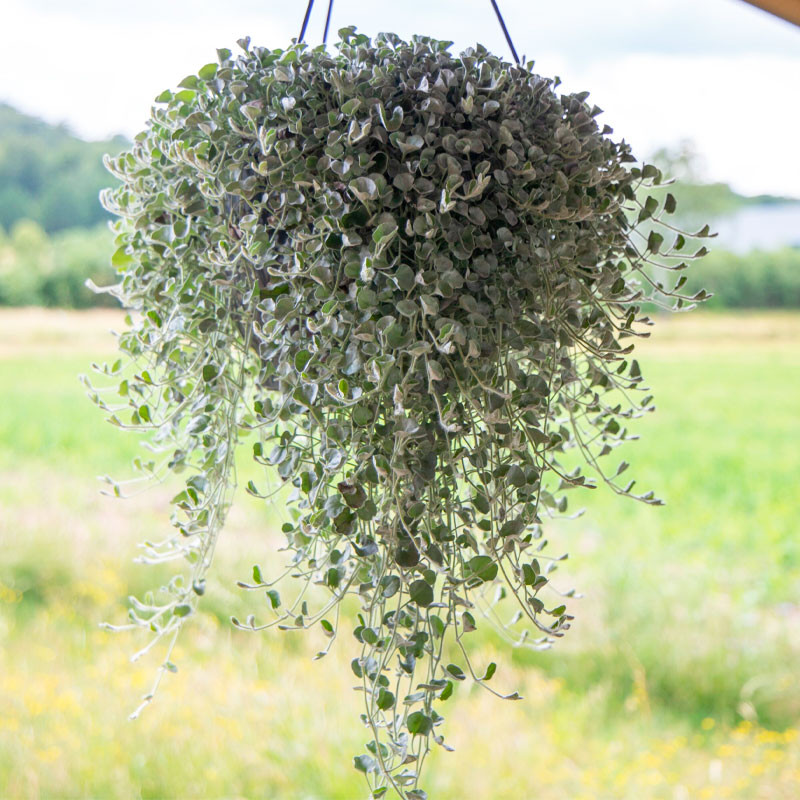 Dichondra 100 Semillas argentea Silver Surfer Flor Colgante Maceta 91 Dichondra 100 Semillas argentea Silver Surfer Flor Colgan