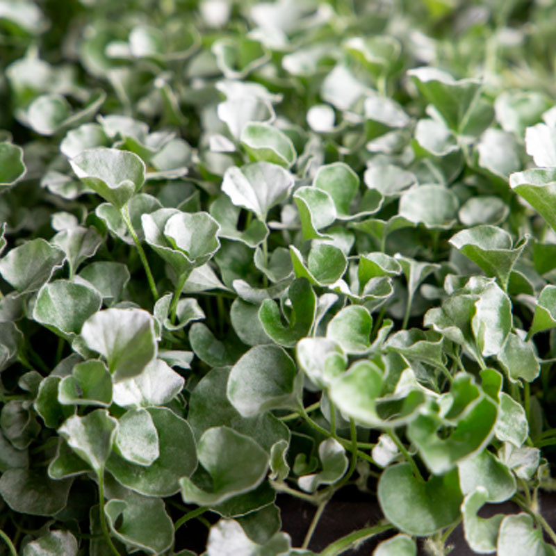 Dichondra 100 Semillas argentea Silver Surfer Flor Colgante Maceta 91 Dichondra 100 Semillas argentea Silver Surfer Flor Colgan