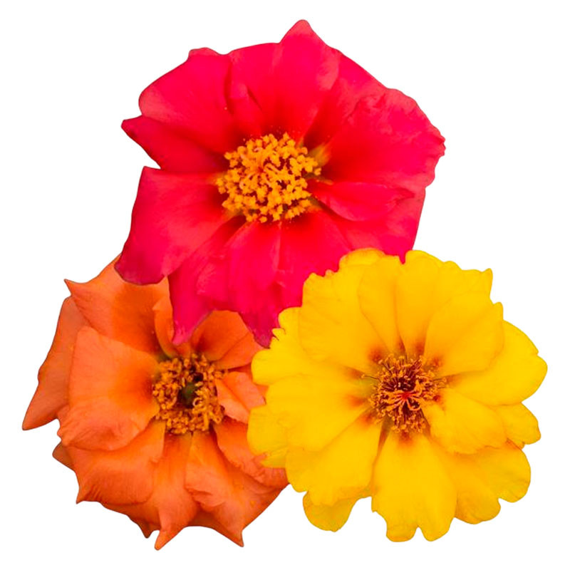 Verdolaga 1000 Semillas Portulaca grandiflora Sundial Volcano Mix Flor Maceta Jardin 95.000001 Verdolaga 1000 Semillas Portulac