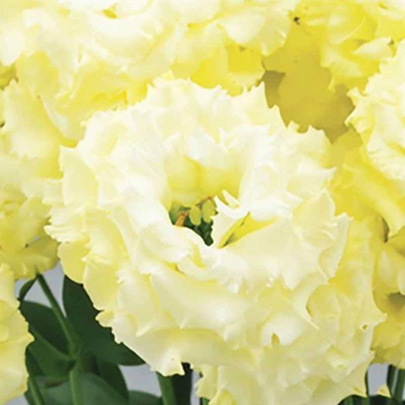 Lisianto 100 Semillas Eustoma grandiflorum Lisianthus Celeb 2 Yellow PLT Flor Corte 39.999994 Lisianto 100 Semillas Eustoma gra