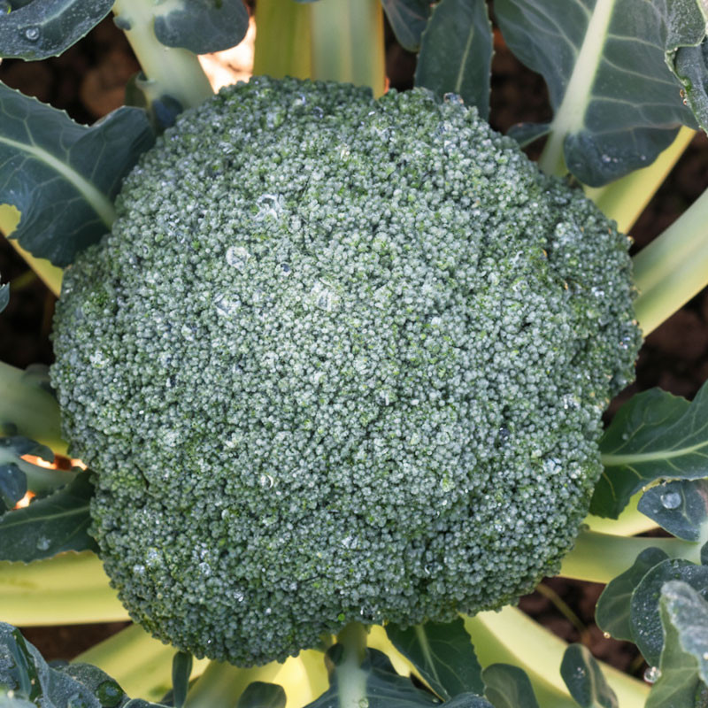 Brocoli Gongga 1000 Semillas Hibrido F1 Verde Intenso Hortalizas Syngenta 503.999948 Brocoli Gongga 1000 Semillas Hibrido F1 Ve