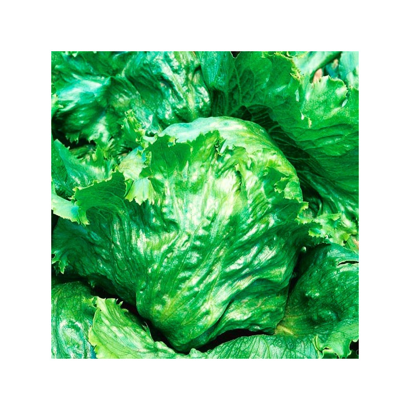 Lechuga Great Lakes 2gr, Semillas de Lechuga 3.813559 Lechuga Great Lakes 2gr, Semillas de Lechuga Variedad muy adaptada y semb