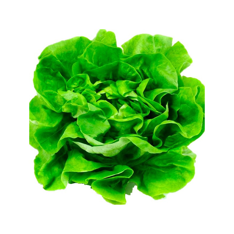 Lechuga White Boston 2gr, Semillas de Lechuga 4.237288 Lechuga White Boston 2gr, Semillas de Lechuga Denominadas "cabeza de man