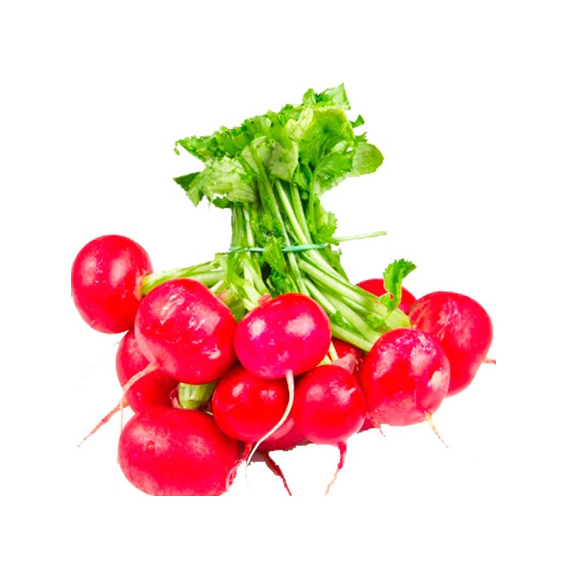 Rabanito Crimson Giant 2gr, Semillas de Rabanito 3.813559 Rabanito Crimson Giant 2gr, Semillas de Rabanito Planta muy vigorosa