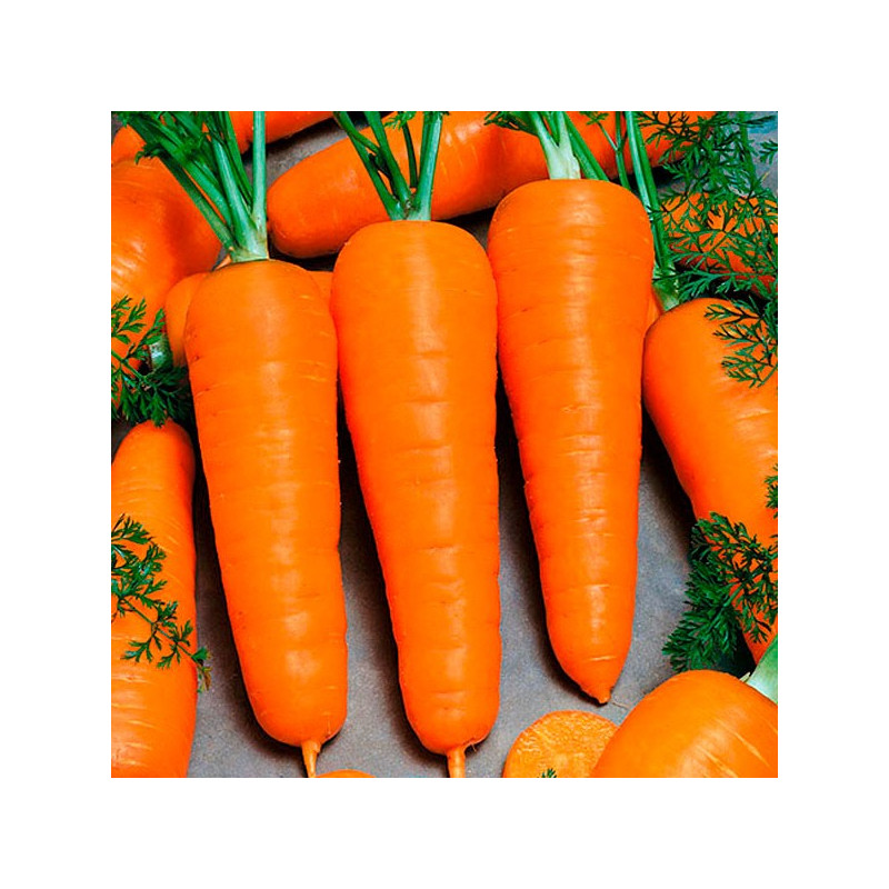 Zanahoria Royal Chantenay 2gr, Semillas de Zanahoria 3.813559 Zanahoria Royal Chantenay 2gr, Semillas de Zanahoria Variedad de