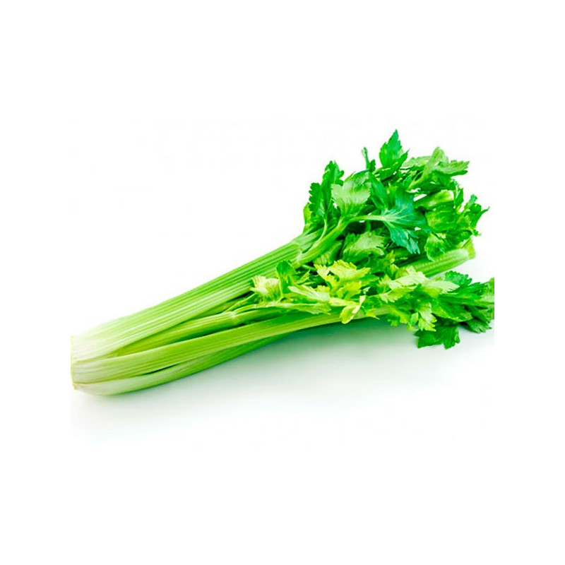 Apio 2gr, Semillas de Apio 4.237288 Apio 2gr, Semillas de Apio AGROIMPOLOB0020 2 AGLobsol