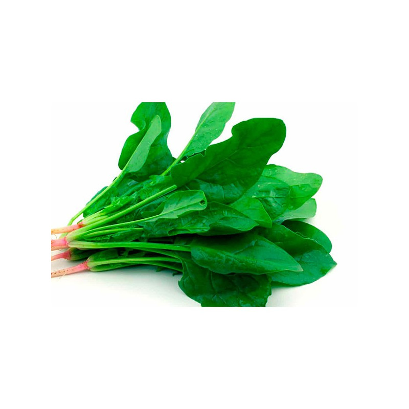 Espinaca 2gr, Semillas de Espinaca 4.237288 Espinaca 2gr, Semillas de Espinaca AGROIMPOLOB0018 1 AGLobsol