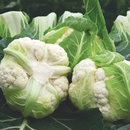  Coliflor Synergy 5000semillas, Semillas de coliflor Clima Calido, Enza Zaden 358.474576 Coliflor Synergy 5000semillas, Semillas