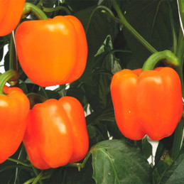  Pimiento Mozart 1000semillas, Semillas de pimiento Blocky Naranja Indeterminado, Enza Zaden 1523.728814 Pimiento Mozart 1000sem